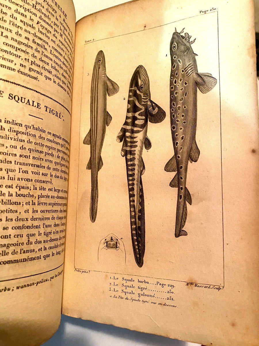 Works Of Count De Lacépède “natural History Of Oviparous Quadrupeds & Fish” 5vol.-photo-5