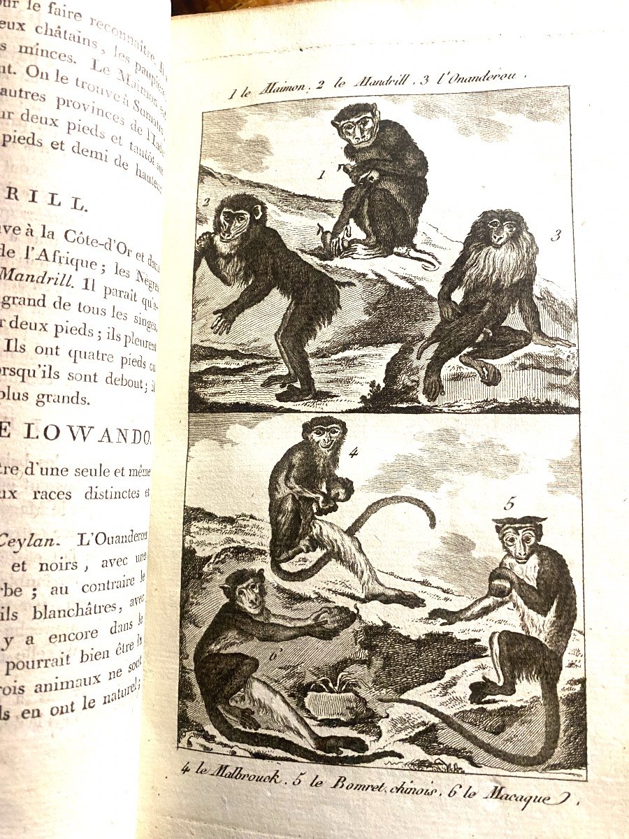 Beautiful, Abundantly Illustrated Abridgement Of Buffon's Natural History, Classified By Linnaeus, In Paris-photo-3