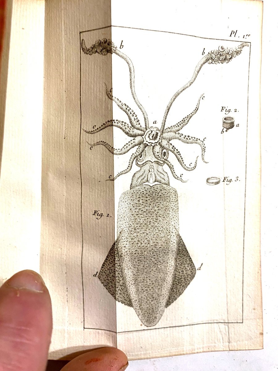 "nouvelles Observations Microscopiques " Par Needham , Avec 8 Figures ; A Paris 1750 . Un Vol.-photo-1