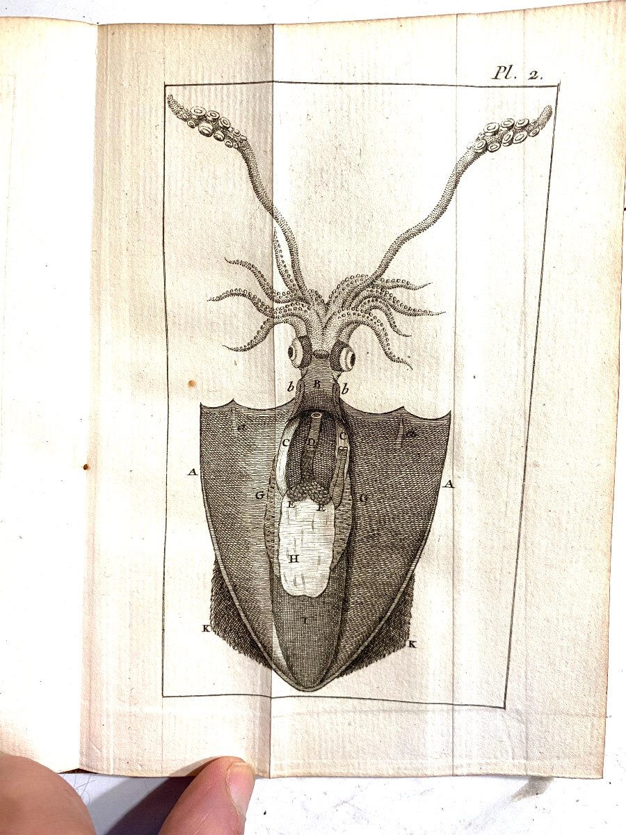 "nouvelles Observations Microscopiques " Par Needham , Avec 8 Figures ; A Paris 1750 . Un Vol.-photo-2