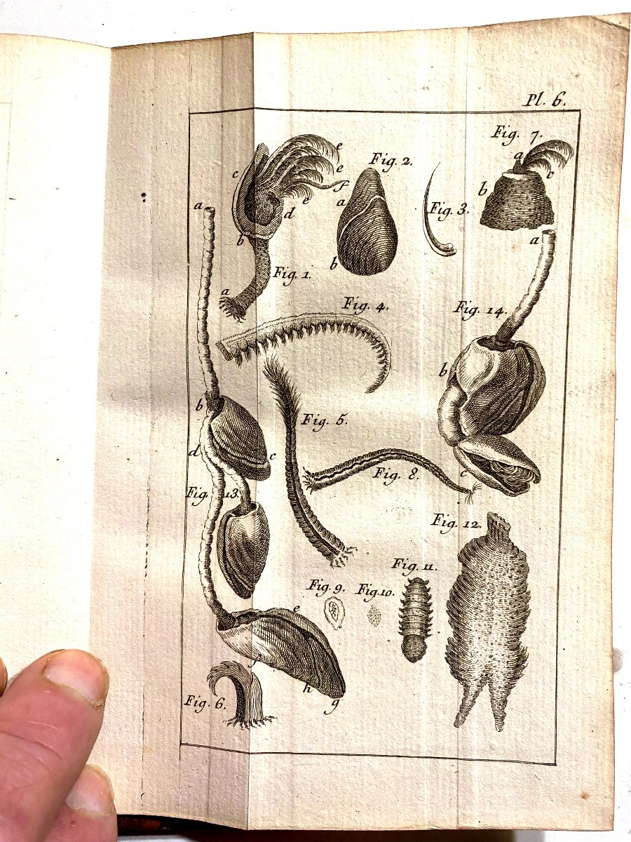 "nouvelles Observations Microscopiques " Par Needham , Avec 8 Figures ; A Paris 1750 . Un Vol.-photo-6