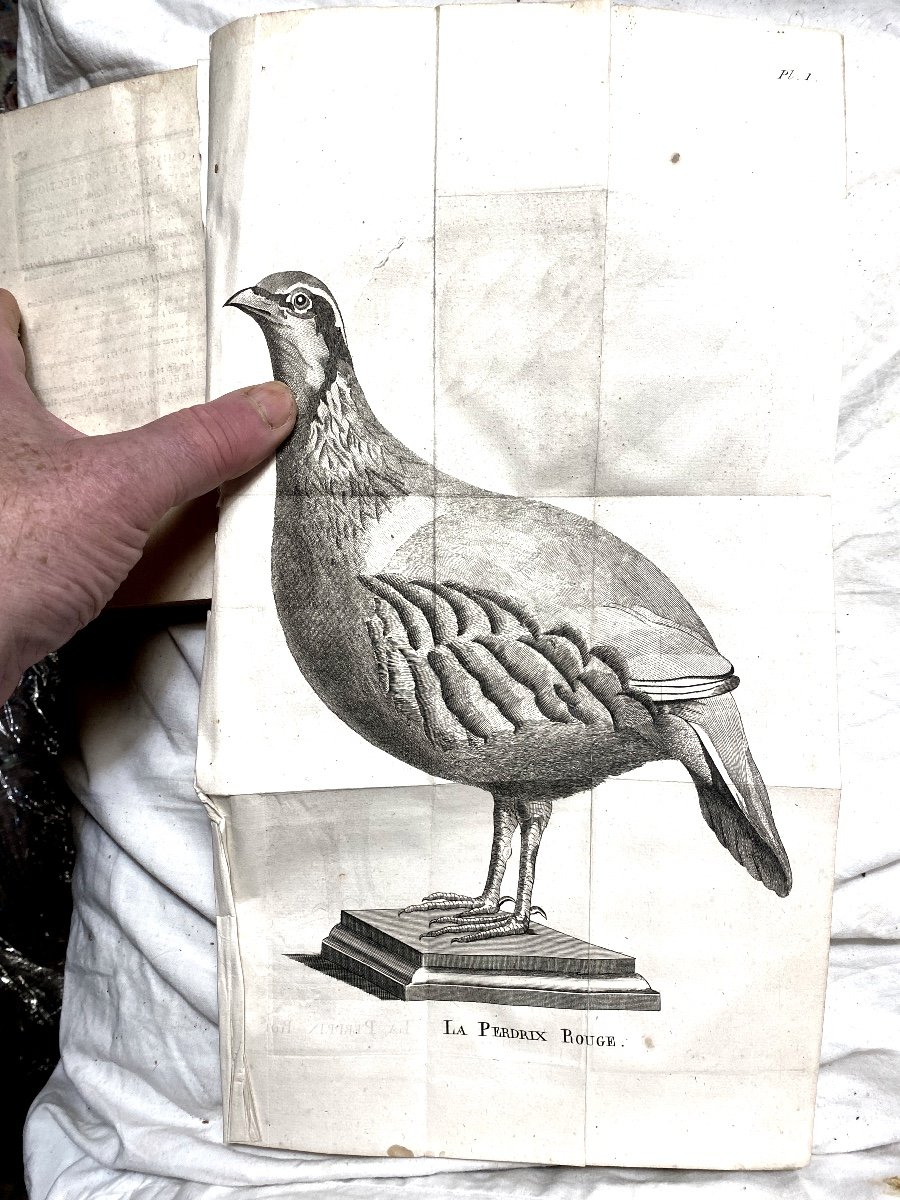 Very Rare And One Of The First Books On Taxidermy "the Art Of Stuffing Birds", M. Hénon.19-photo-2