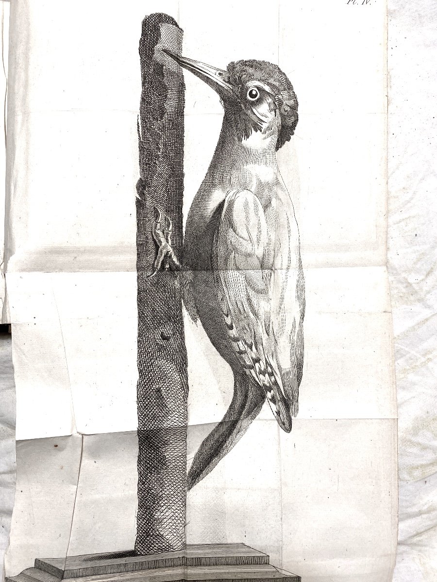 Very Rare And One Of The First Books On Taxidermy "the Art Of Stuffing Birds", M. Hénon.19-photo-5