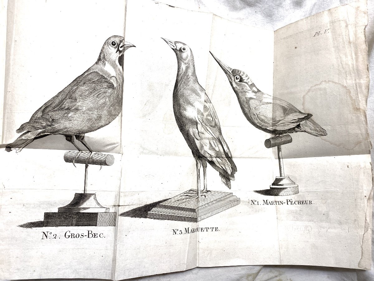 Very Rare And One Of The First Books On Taxidermy "the Art Of Stuffing Birds", M. Hénon.19-photo-6