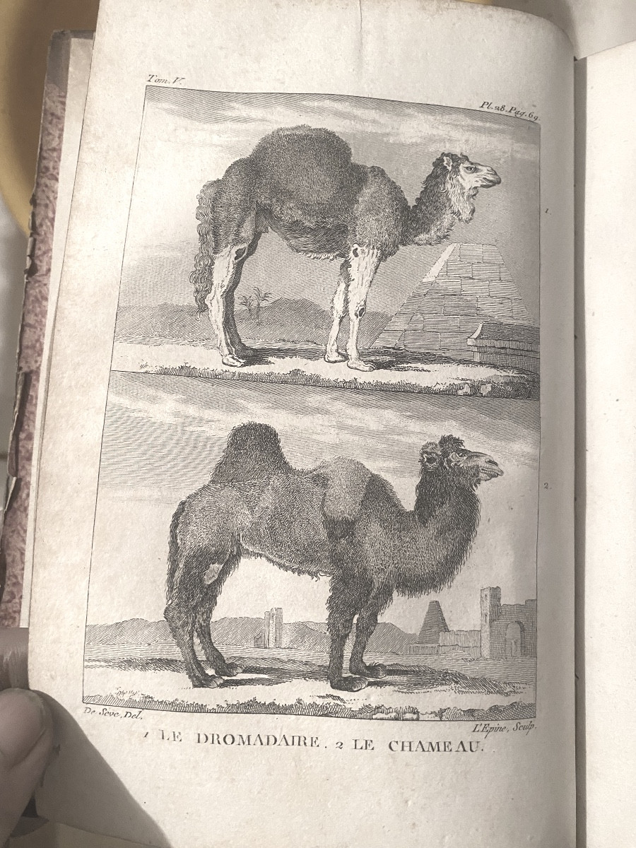 Peu Commune "Histoire Naturelle De Buffon"  En 11 Vol. Ornée De 185 Figures , P. Bernard An XII-photo-3