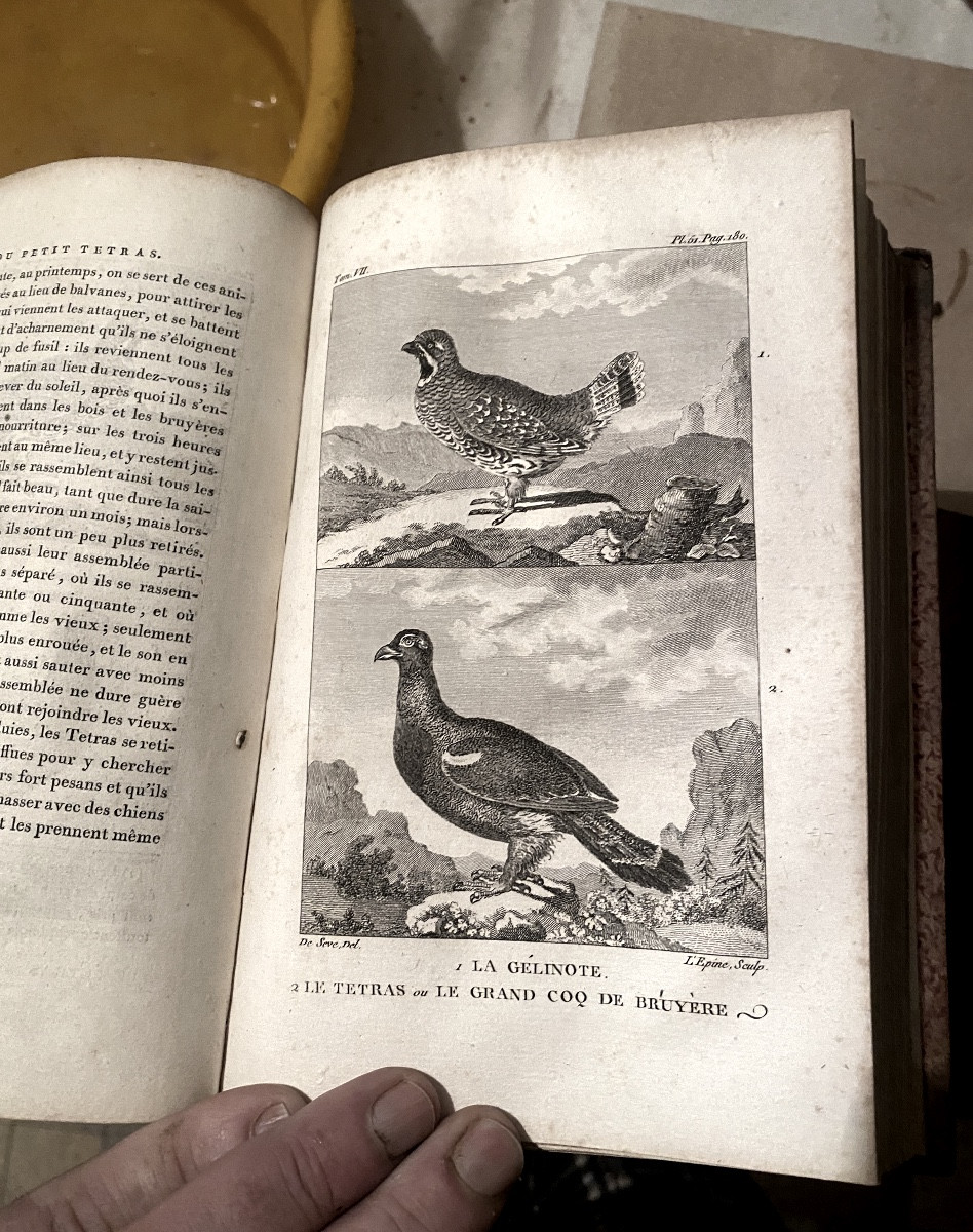 Uncommon "natural History Of Buffon" In 11 Vol. Decorated With 185 Figures, P. Bernard Year XII-photo-4