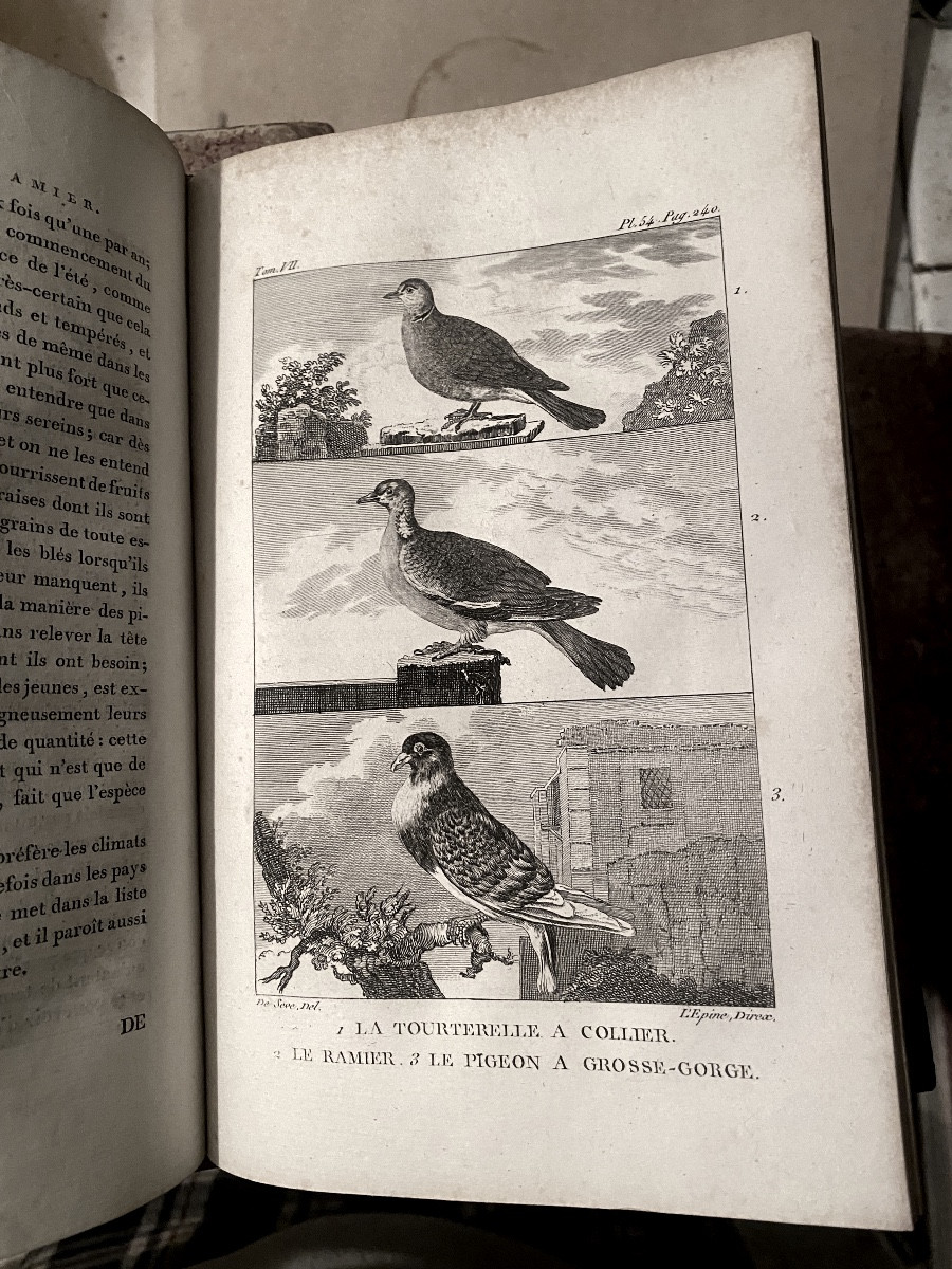 Uncommon "natural History Of Buffon" In 11 Vol. Decorated With 185 Figures, P. Bernard Year XII-photo-5