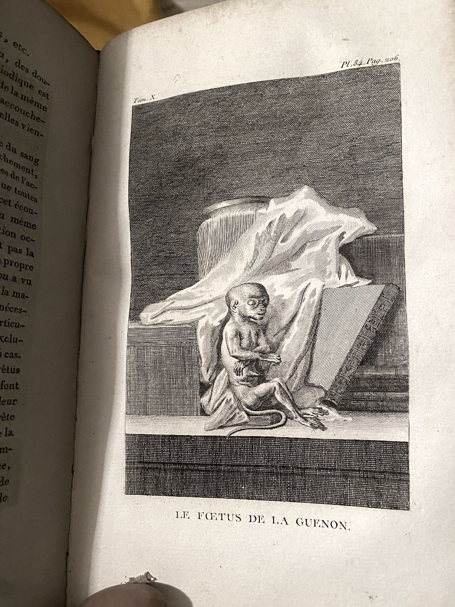 Peu Commune "Histoire Naturelle De Buffon"  En 11 Vol. Ornée De 185 Figures , P. Bernard An XII-photo-7