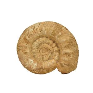 Large Fossil Ammonite