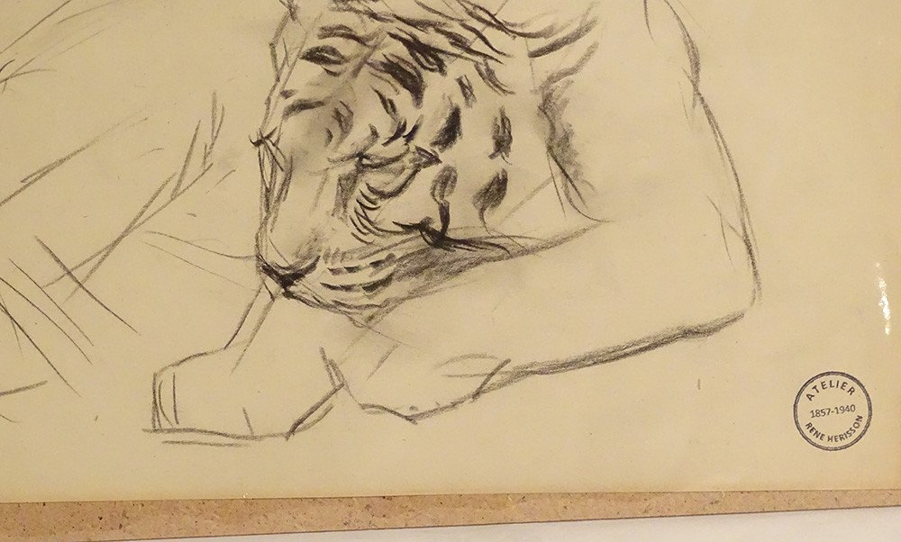 Animal Charcoal Drawing Atelier René Hérisson Study Tiger Lying Twentieth Museum-photo-3