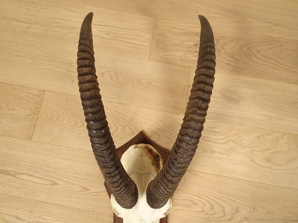 Hunting Trophy Massacre Horns African Roanne Antelope Africa 20th-photo-4