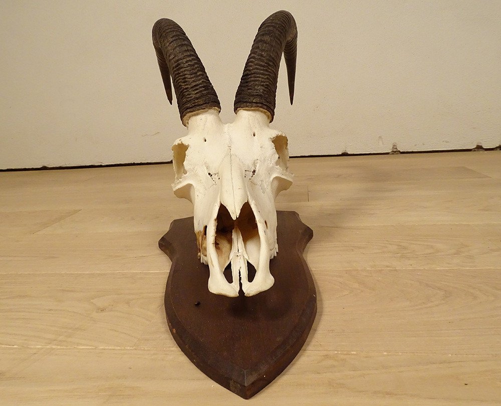 Hunting Trophy Massacre Horns African Roanne Antelope Africa 20th-photo-2