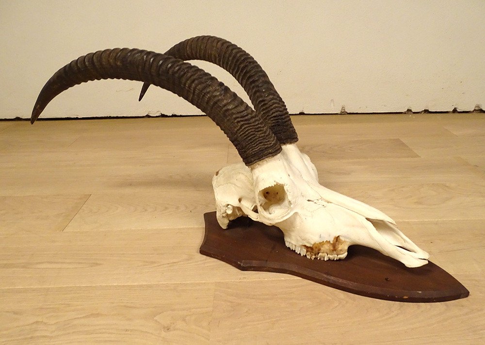 Hunting Trophy Massacre Horns African Roanne Antelope Africa 20th