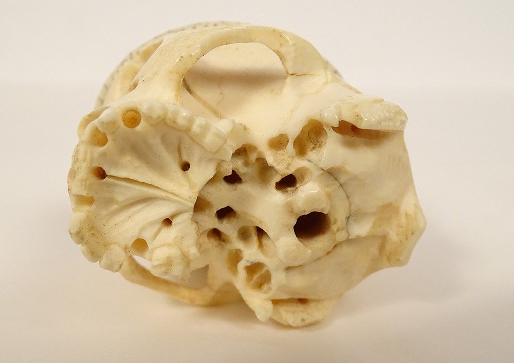 Okimono Ivory Carved Skull Vanity Snake Japan Meiji 19th Century-photo-5