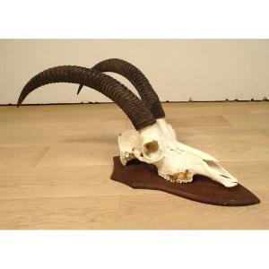 Hunting Trophy Massacre Horns African Roanne Antelope Africa 20th