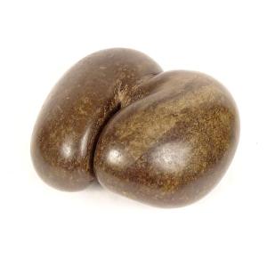 Coco Fesse Sea Coconut Seed Seychelles Collection