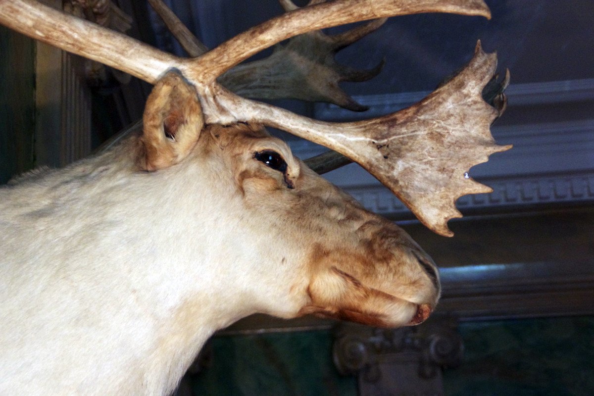 Spectacular Caribou Trophy-photo-3