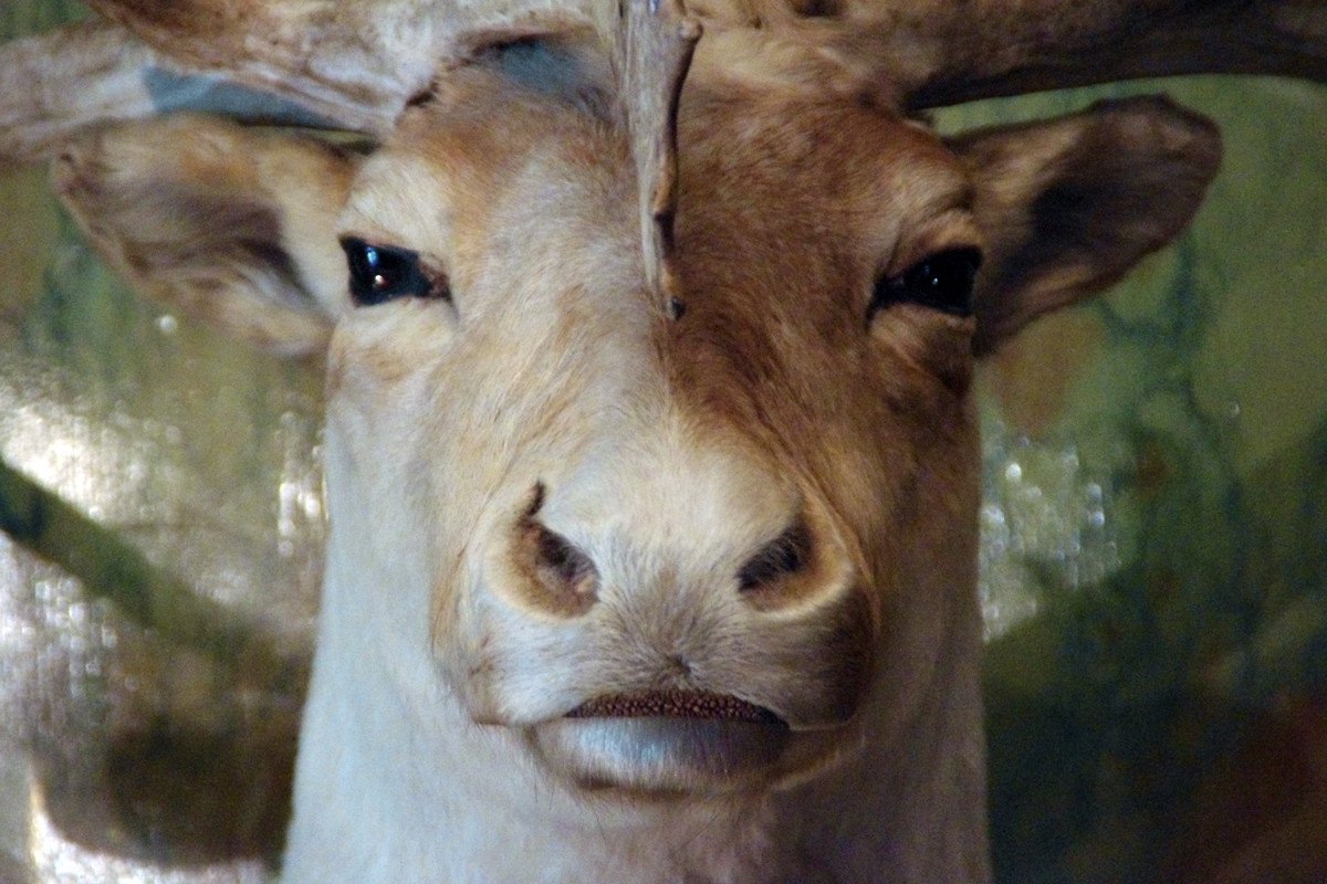 Spectacular Caribou Trophy-photo-2