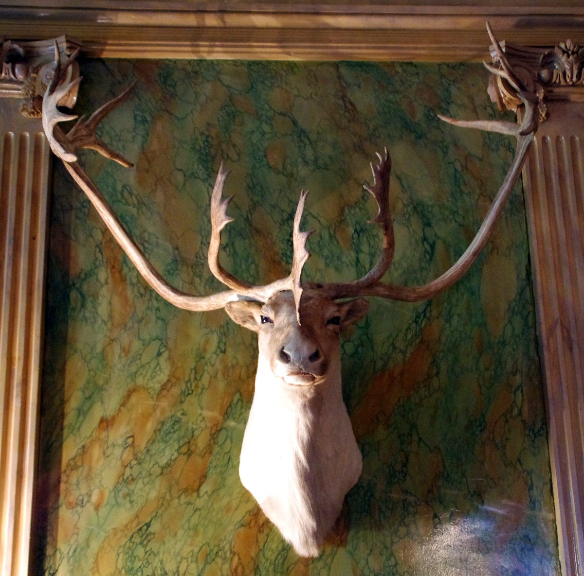 Spectacular Caribou Trophy