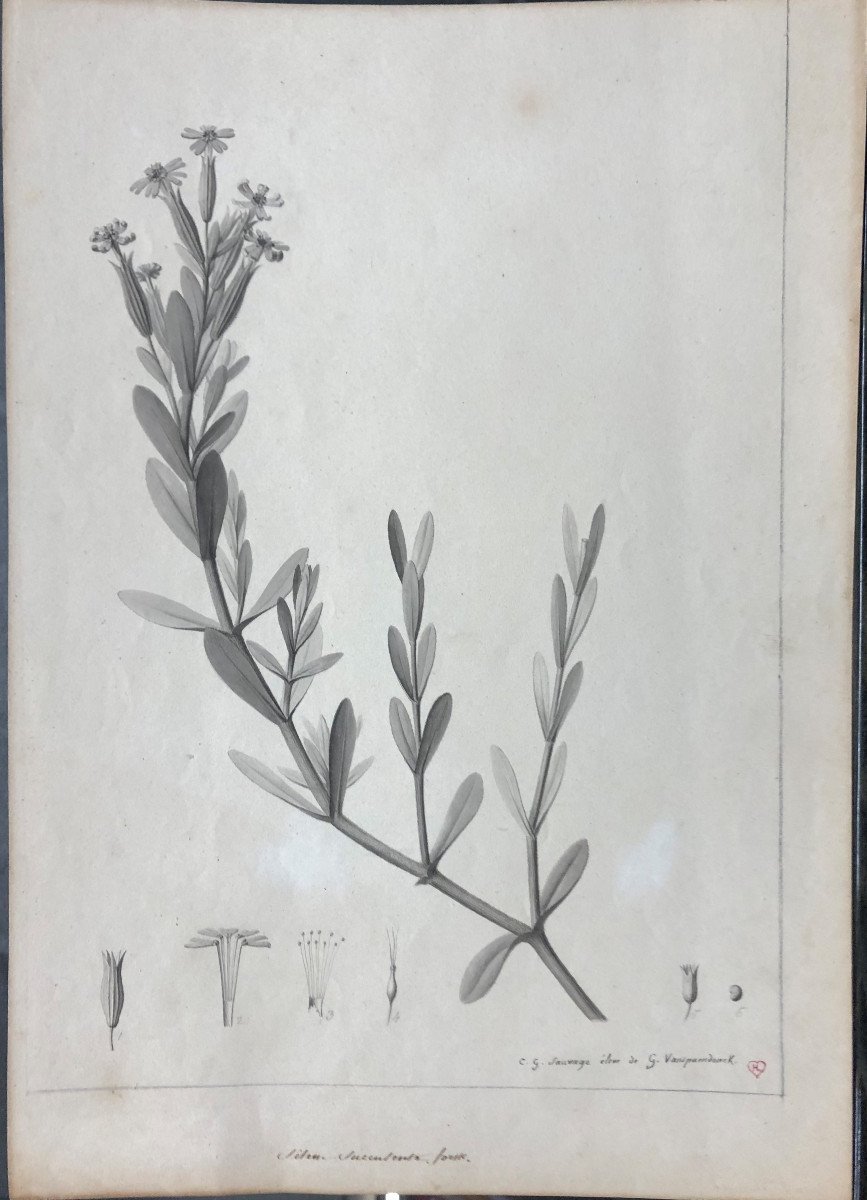 Charles Gabriel Sauvage Lemire (1741-1827) "silene Succulenta Forsk", Ink Wash, Egypt-photo-2