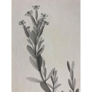 Charles Gabriel Sauvage Lemire (1741-1827) « Silene Succulenta Forsk », Lavis D’encre, Egypte