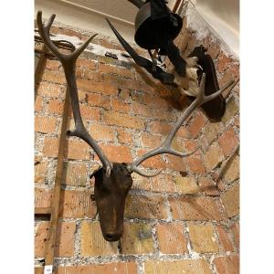 19th Century Young Deer Antler Trophy 