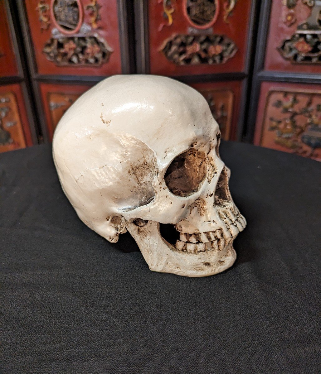 Science Skull-photo-3