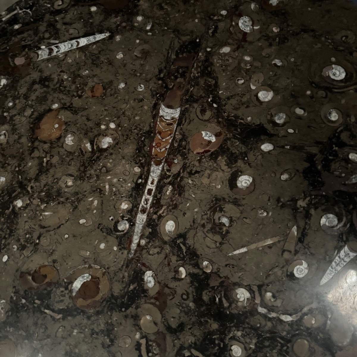 Coffee Table, Fossilized Stone Top, Brutalist Base, 1970s-photo-3