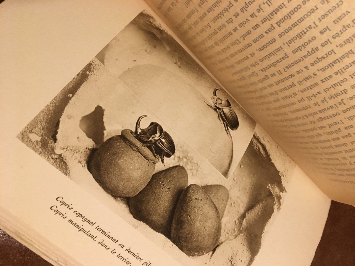 Fabre J.-h. - Entomological Memories. 11 Theft Ed Delagrave.1922 --photo-8