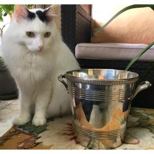 Champagne Bucket In Silver Metal