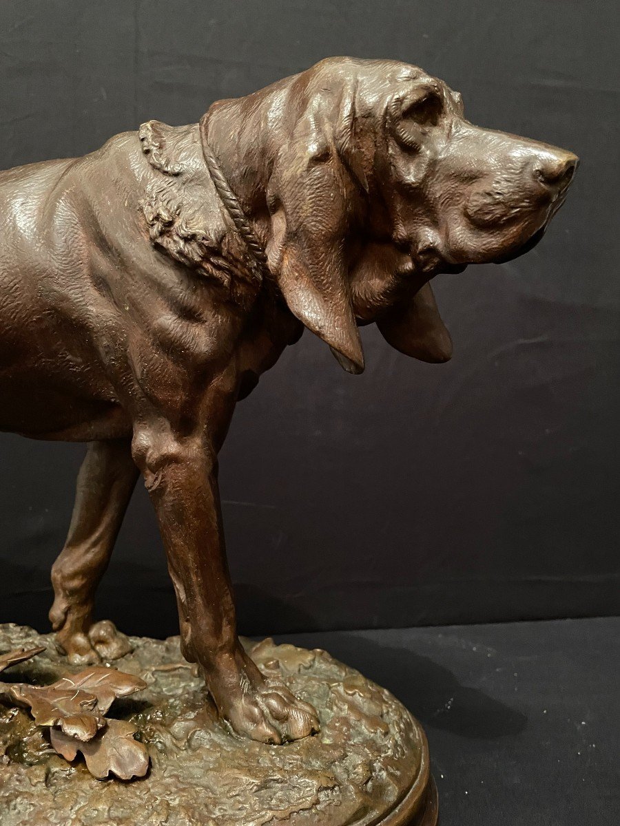 Important Bronze Chien De Meute Saint-Hubert Bloodhound Par Lecourtier Fin XIXème-photo-6