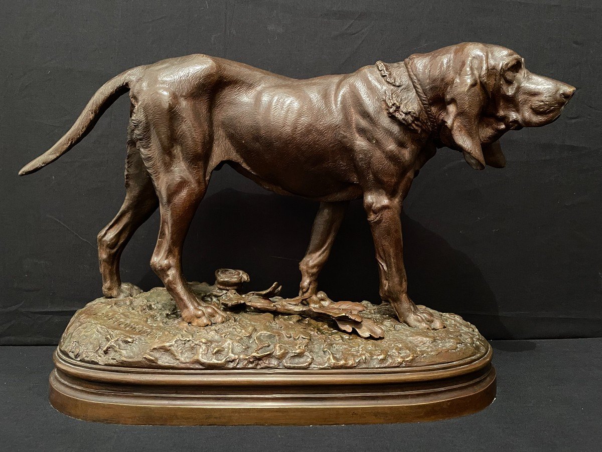 Important Bronze Chien De Meute Saint-Hubert Bloodhound Par Lecourtier Fin XIXème