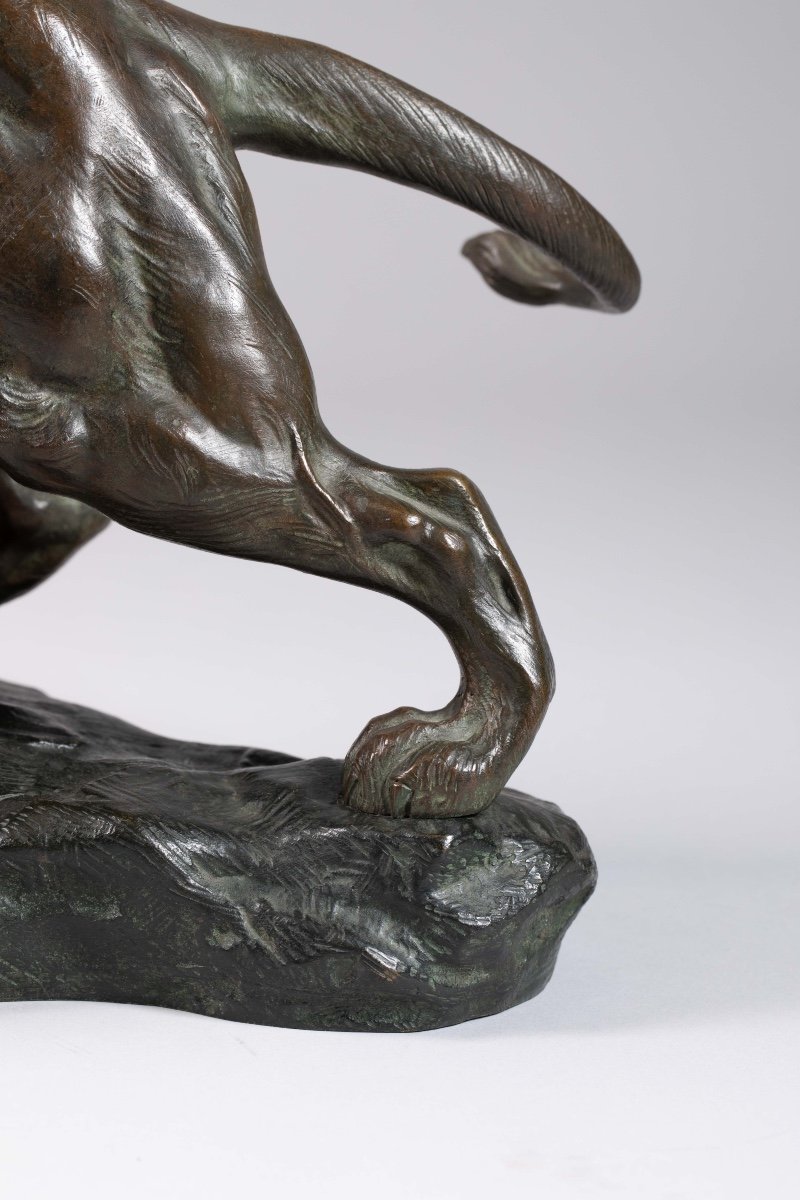 René André Varnier (xix-xx) Roaring Lion Bronze -photo-3