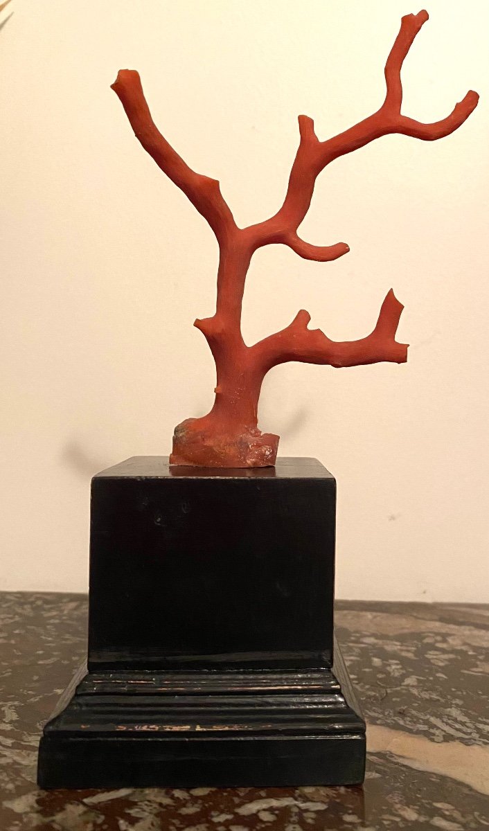 Coral Branch On Blackened Wooden Base. Early 20th Century.-photo-2