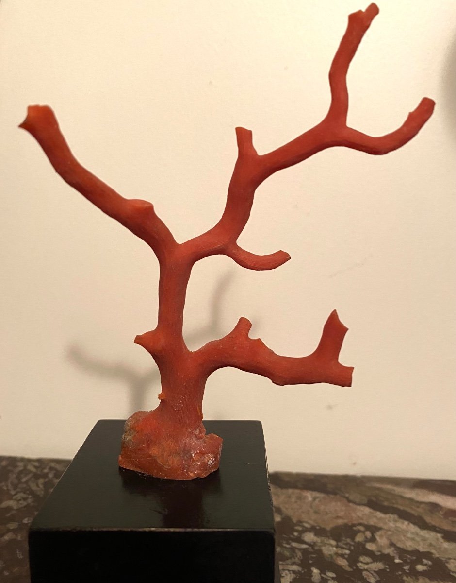 Coral Branch On Blackened Wooden Base. Early 20th Century.-photo-3