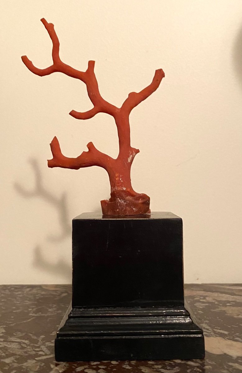 Coral Branch On Blackened Wooden Base. Early 20th Century.-photo-1