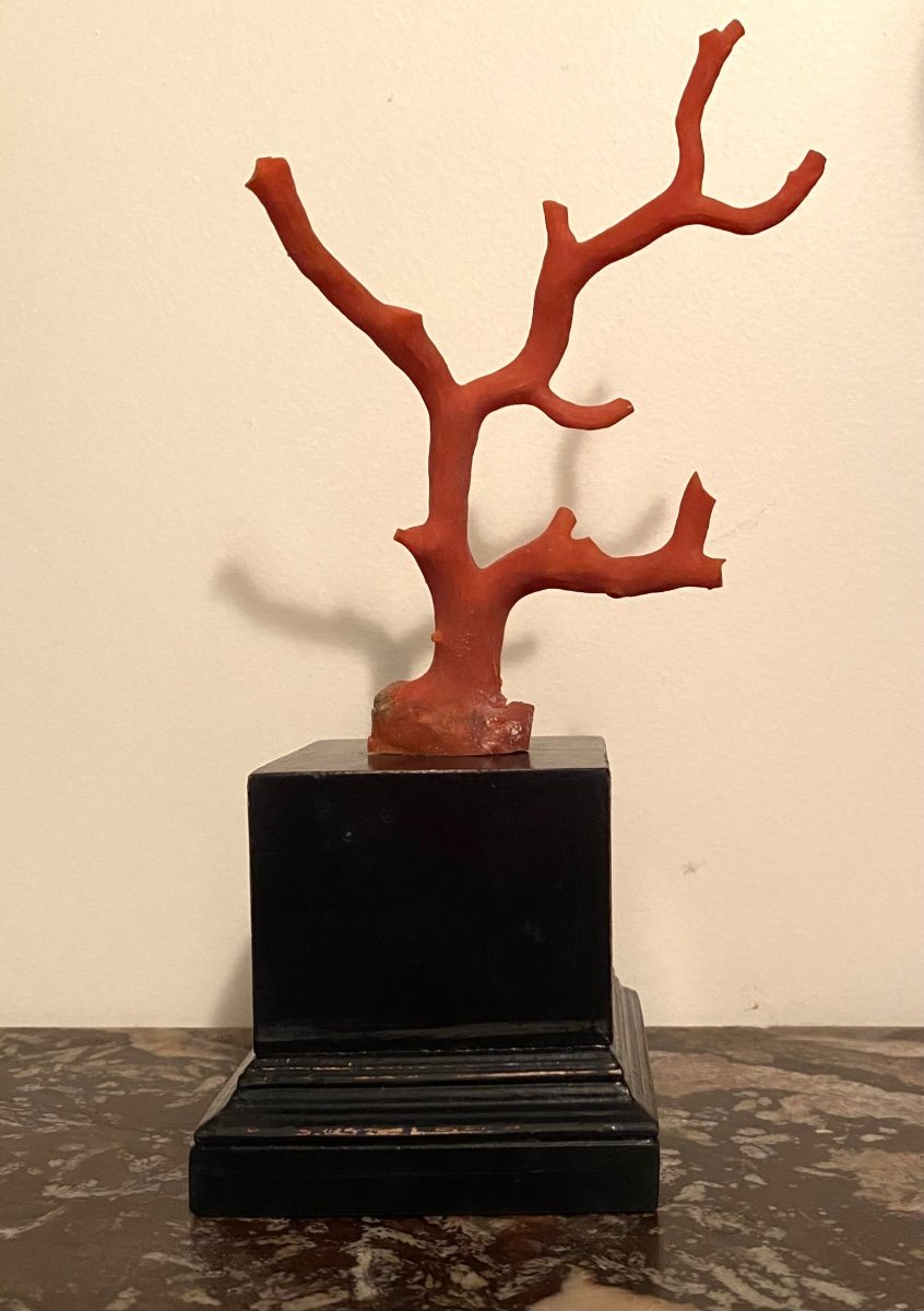 Coral Branch On Blackened Wooden Base. Early 20th Century.