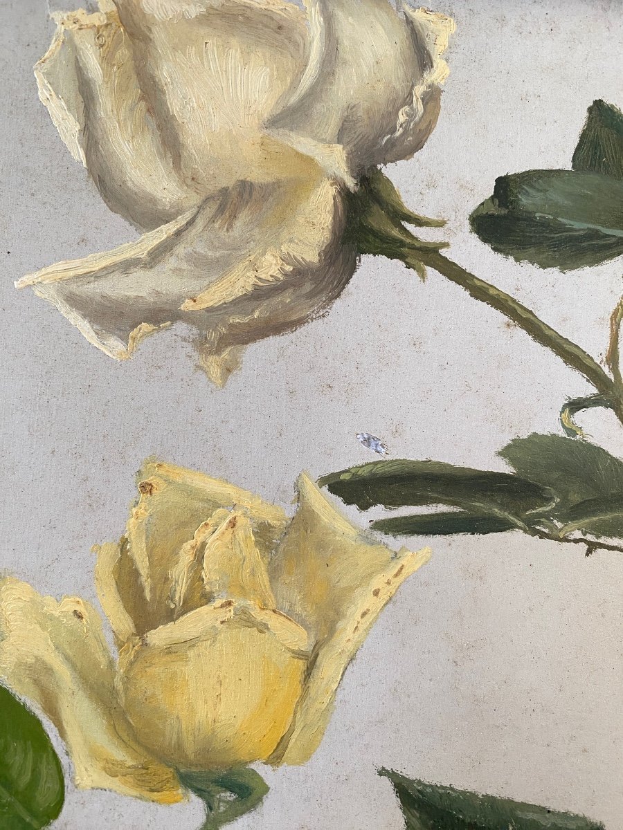  Study Of Yellow Roses. Framed Oil On Panel. French School, Early 20th Century. -photo-3