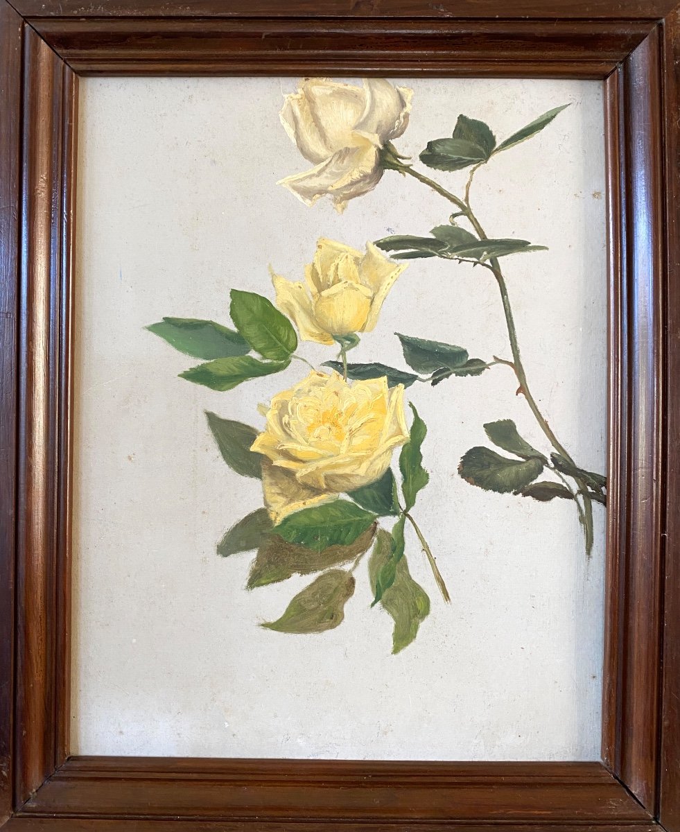  Study Of Yellow Roses. Framed Oil On Panel. French School, Early 20th Century. 