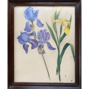   Study Of Iris. Oil On Cardboard Framed Early 20th Century. 