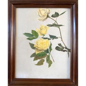  Study Of Yellow Roses. Framed Oil On Panel. French School, Early 20th Century. 