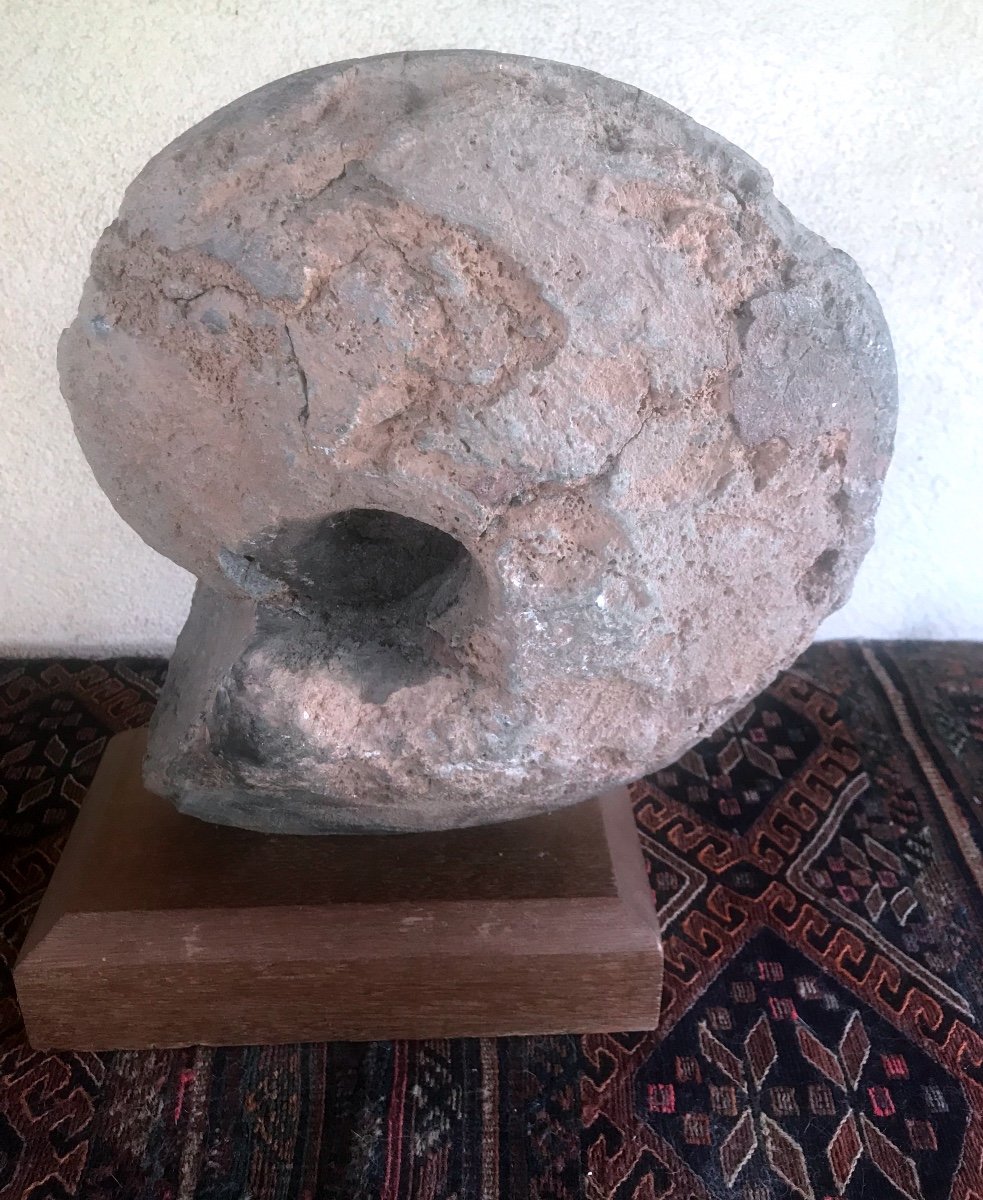 Grande Ammonite  Du Sud Marocain -photo-4
