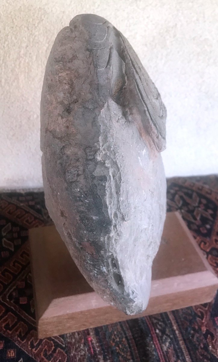 Grande Ammonite  Du Sud Marocain -photo-1