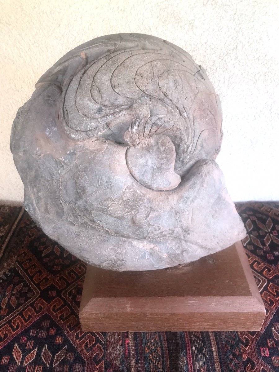 Grande Ammonite  Du Sud Marocain -photo-2