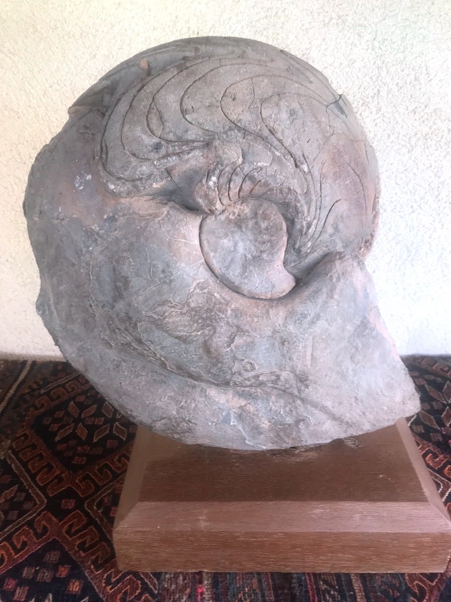 Grande Ammonite  Du Sud Marocain -photo-5