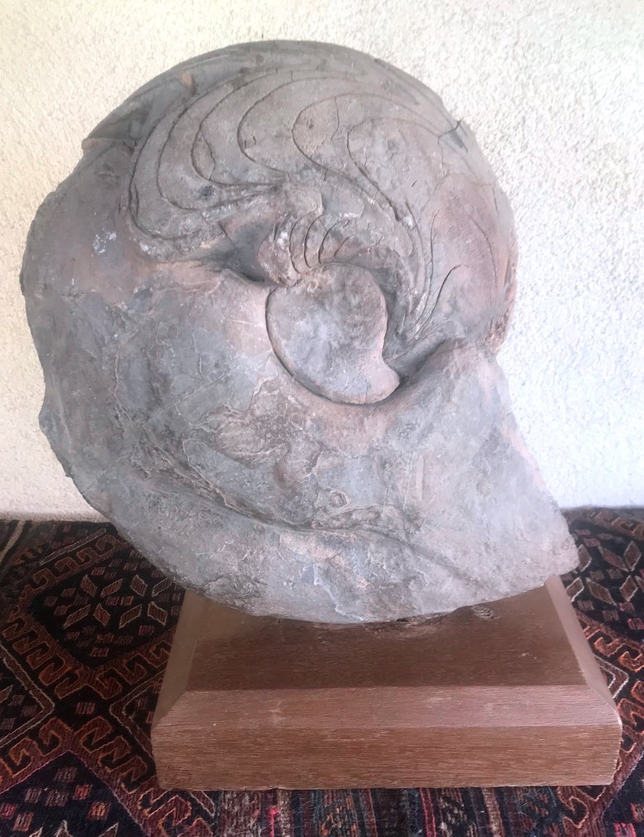 Grande Ammonite  Du Sud Marocain -photo-6