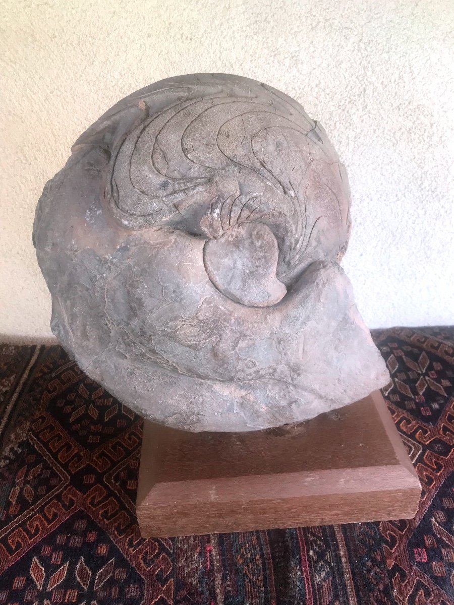 Grande Ammonite  Du Sud Marocain 