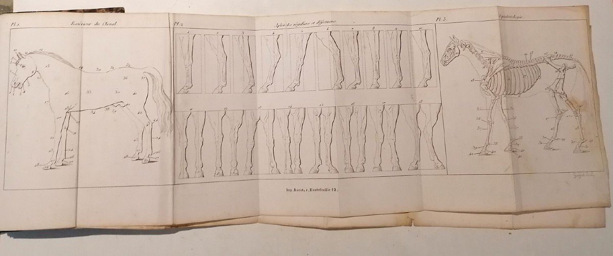 Roret Veterinarian Manual. 1859. Lebeaud. Ex-libris Alexis De Cabriac-photo-2