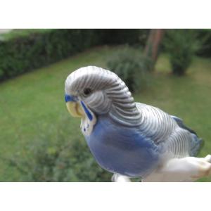 Karl Ens, Parakeet, Parrot, Very Beautiful Bird In Saxon Porcelain, Perfect Condition.