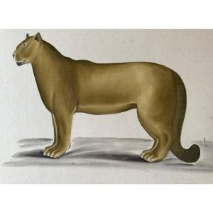 Watercolor By Laroche Laffitte The Puma 1960